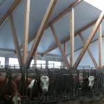 Neubau Stallung